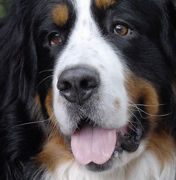 Anton_DDD1867_Bildgröße ändern.jpg - Zum Knuffeln.........